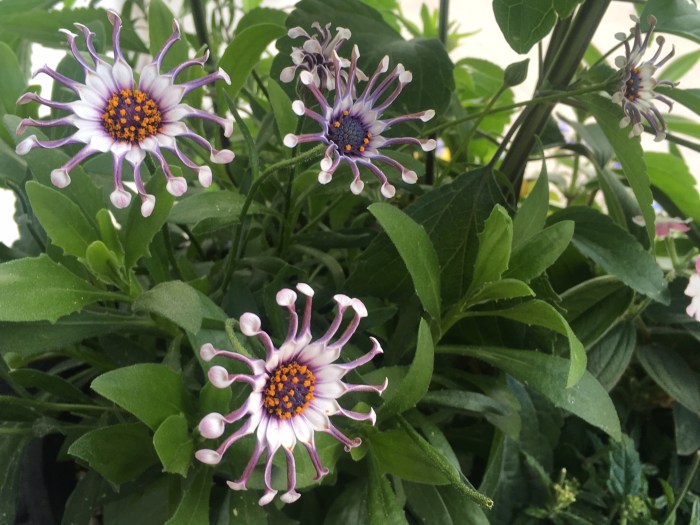 Tracy's weird flower