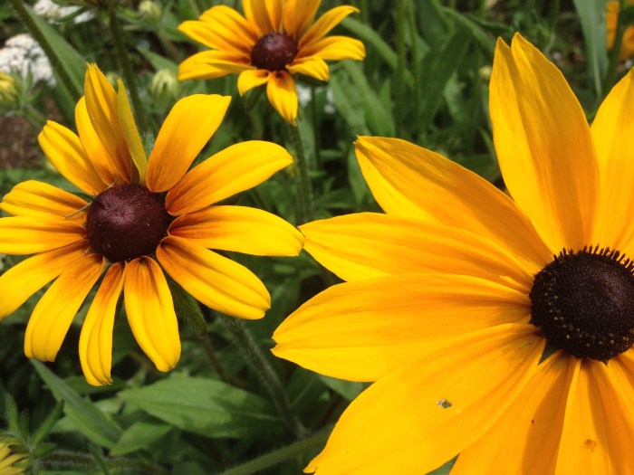 Black Eyed Susans