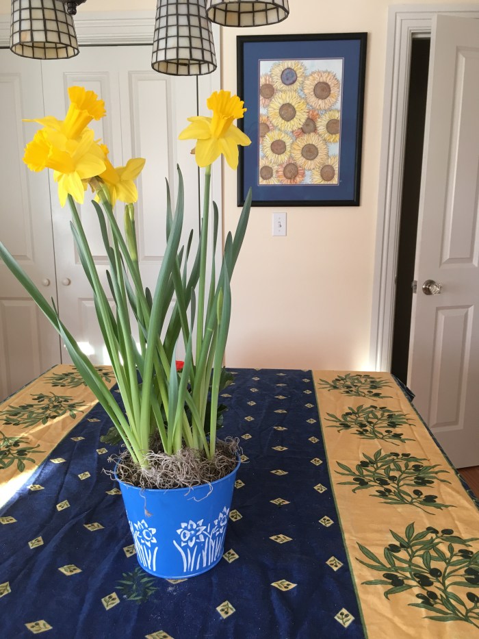 winter daffodils
