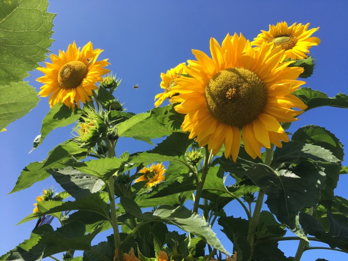 Sunflowers in Rockport, Maine